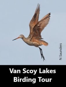 Van Scoy Lakes Birding Tour