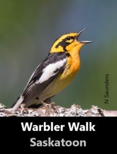 Warbler Walk - Saskatoon