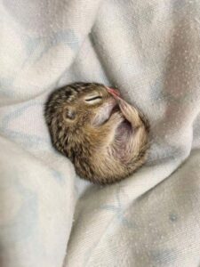 A juvenile thirteen-lined ground squirrel previously in care at LSWR.