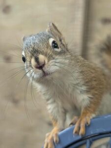 A juvenile red squirrel previously in care at LSWR.