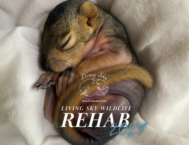 Living Sky Wildlife Rehab 2027 Calendar