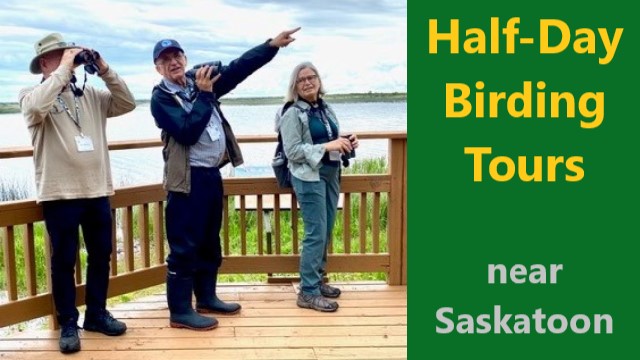 Half-Day Birding Tours near Saskatoon