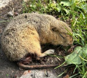 A photo of a Richardson's ground squirrel showing classic symptoms of rodenticides