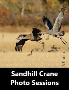 Sandhill Crane Photography Sessions