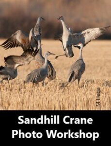 Sandhill Crane Photography Workshop