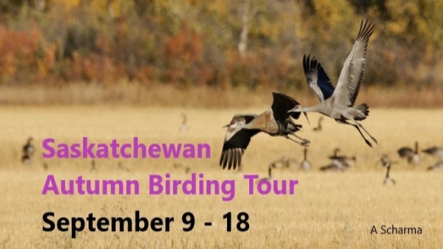 Saskatchewan Autumn Birding Grand Tour