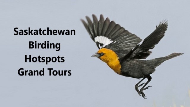 Saskatchewan Birding Hotspots Grand Tours