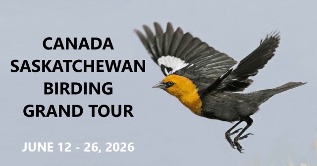 Canada Saskatchewan Birding Grand Tour - June 12 - 26, 2026