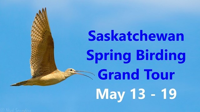 Saskatchewan Spring Birding Grand Tour: May 13 - 19