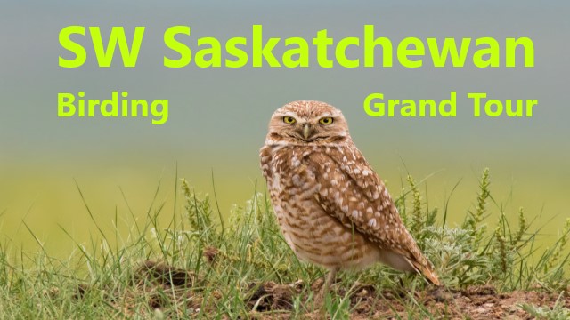 Southwest Saskatchewan Birding Grand Tour: July 9 - 16