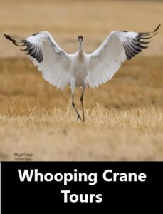 Whooping Crane Tours