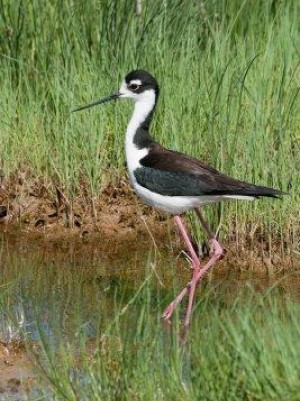 Black-necked Stilt