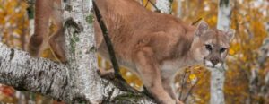 Cougar photo courtesy of Government of Saskatchewan website