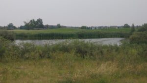 Donna Birkmaier Park Bird Walk