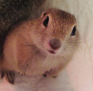 A Richardson's ground squirrel previously in care.