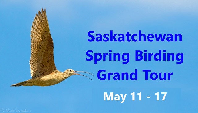 Saskatchewan Spring Birding Grand Tour May 11 - 17