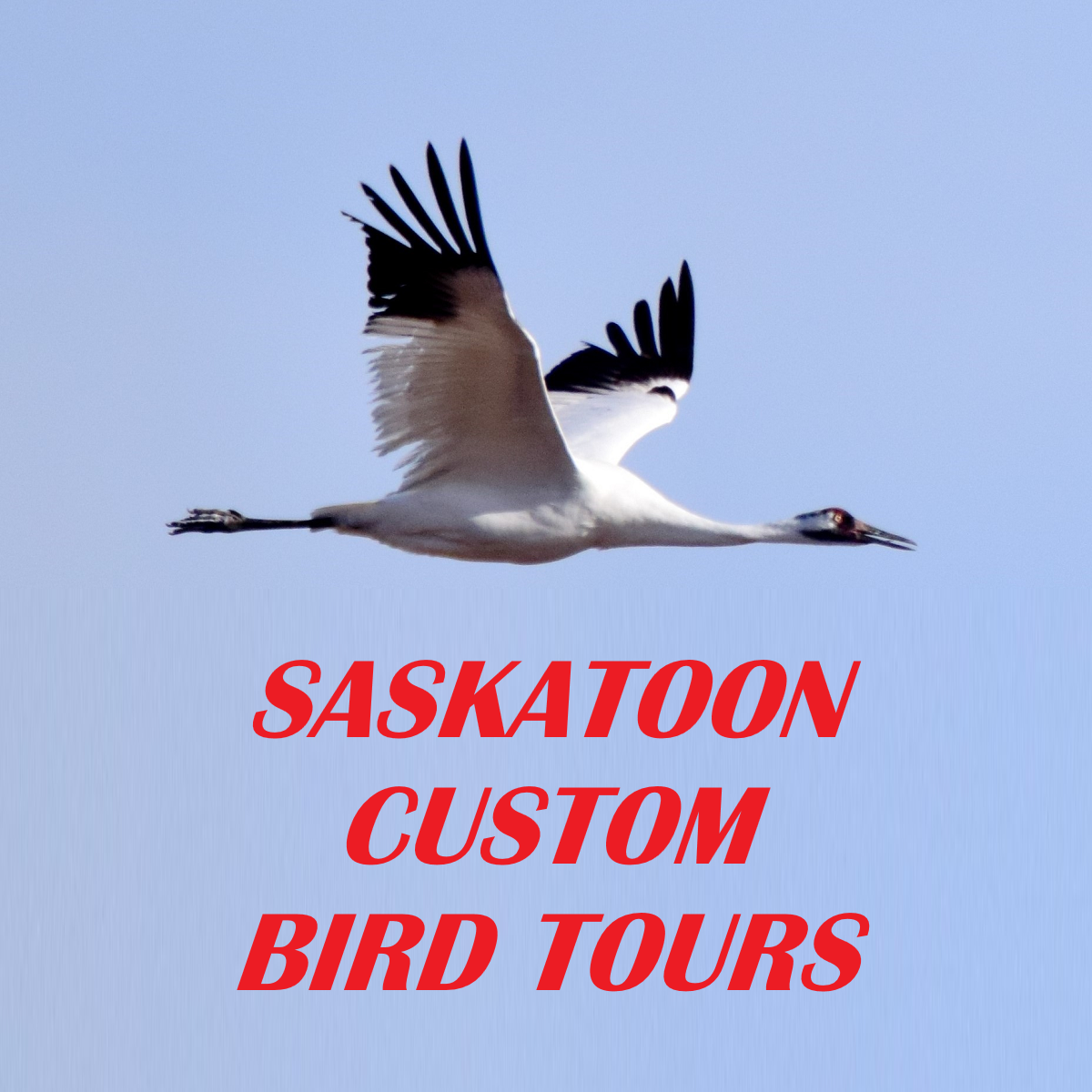 Saskatoon Custom Bird Tours