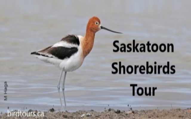 Saskatoon Shorebirds Tour