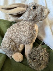 A white-tailed prairie hare (or jack rabbit) next to a stuffed bunny. 