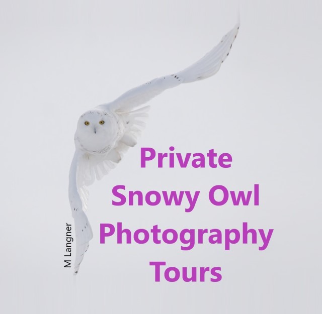 Private Snowy Owl Tours