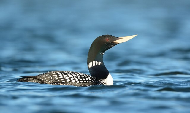 Yellow-billed Loon