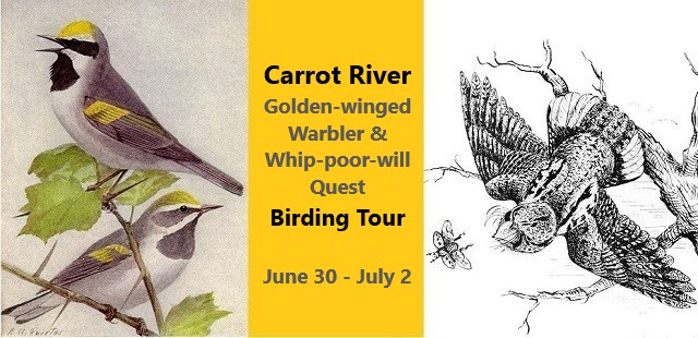 Carrot River Golden-winged Warbler & Whip-poor-will Quest Birding Tour