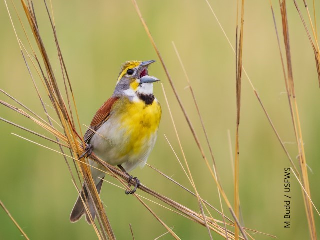 Dickcissel Birding Tour