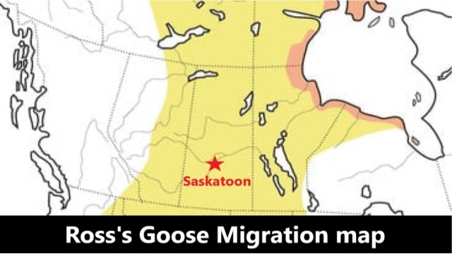 Ross's Goose Range Map