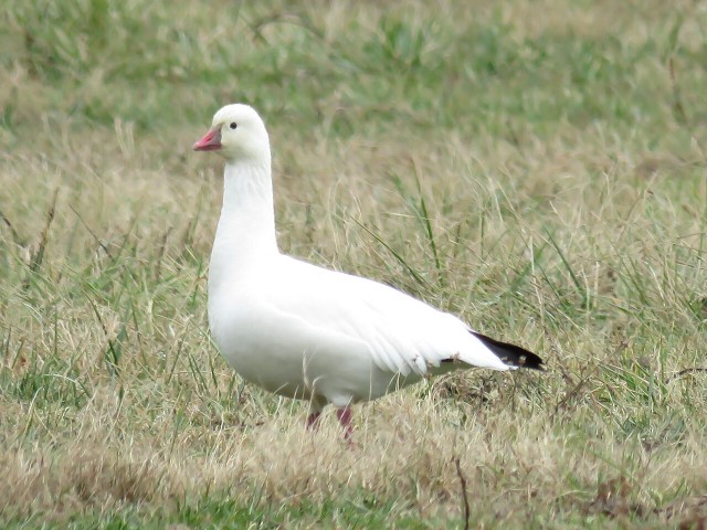 Ross's Goose Photography Tour