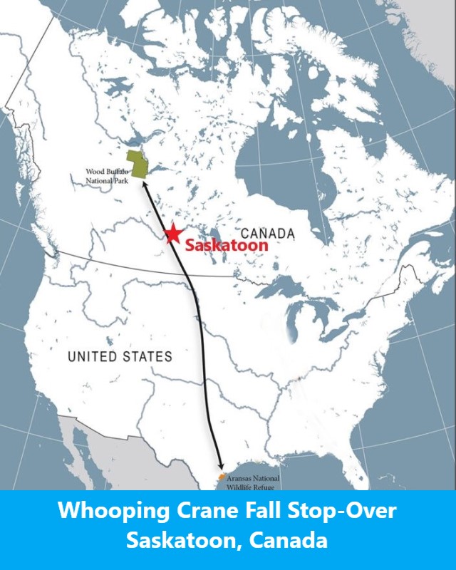 Saskatoon Whooping Crane Rest Stop