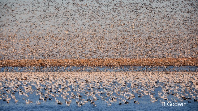 Snow Goose Flock