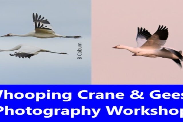 Whooping Crane and Geese Photography Workshop