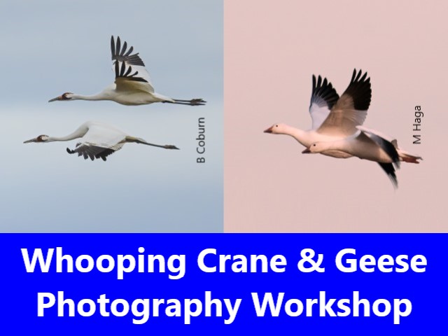 Whooping Crane and Geese Photography Workshop