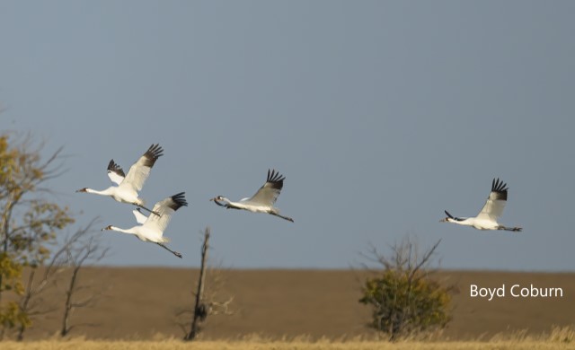 Whooping Crane Photography