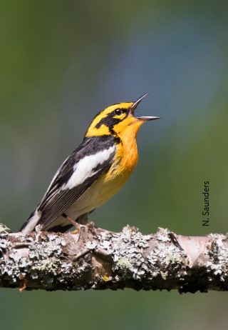 Blackburnian Warbler