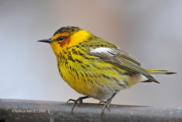 Warbler Walk - Cape May Warbler