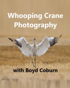 Whooping Crane Photography