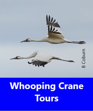 Whooping Crane Tours
