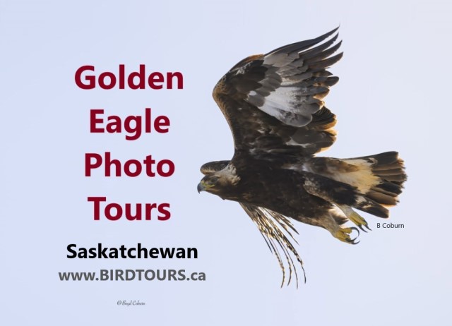 Golden Eagle Photography and Viewing Tours - Saskatchewan, Canada