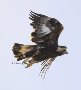 Golden Eagle flying