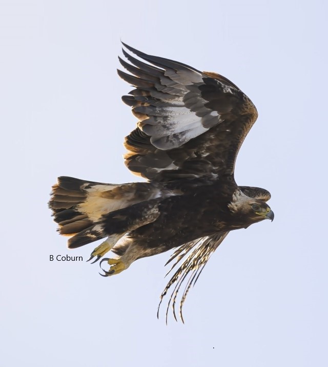 Golden Eagle flying